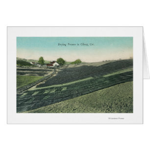 Aerial View of Prunes Drying in the Sun