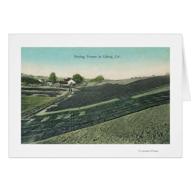 Aerial View of Prunes Drying in the Sun (Front Horizontal)