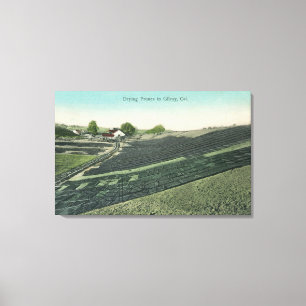 Aerial View of Prunes Drying in the Sun Canvas Print