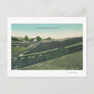 Aerial View of Prunes Drying in the Sun Postcard
