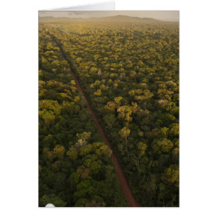 Aerial View of rainforest. Iwokrama Reserve, 2