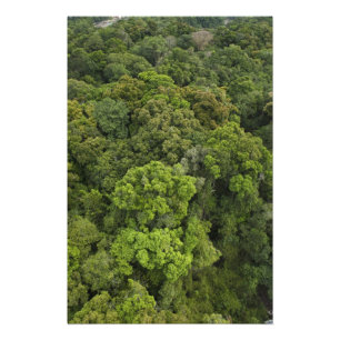 Aerial View of rainforest. Iwokrama Reserve, Photo Print