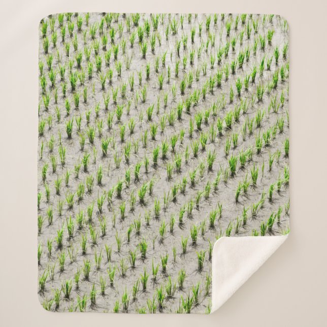 Aerial view photography of rice crops during dayti sherpa blanket (Front)