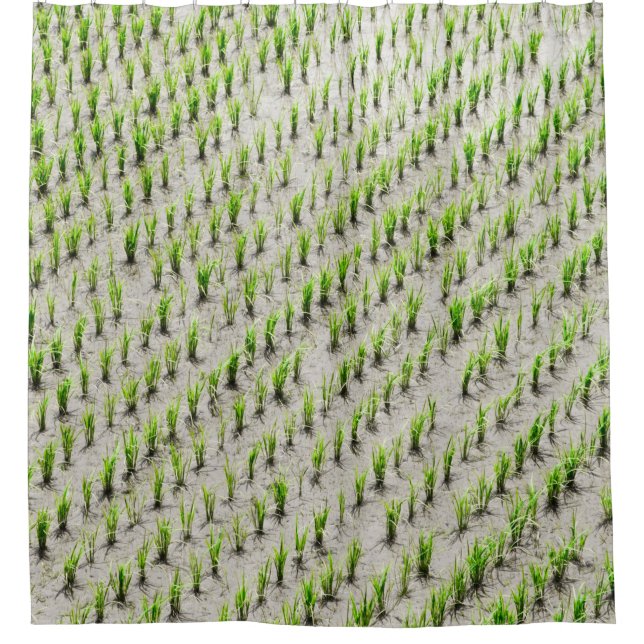 Aerial view photography of rice crops during dayti shower curtain (Front)