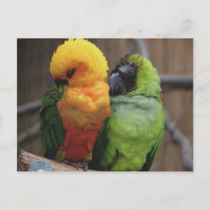 Affectionate Birds Postcard