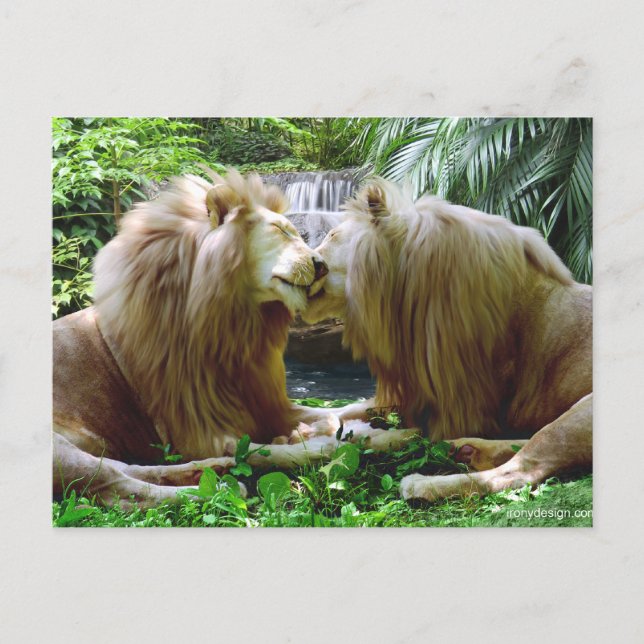 Affectionate Lions Postcard (Front)