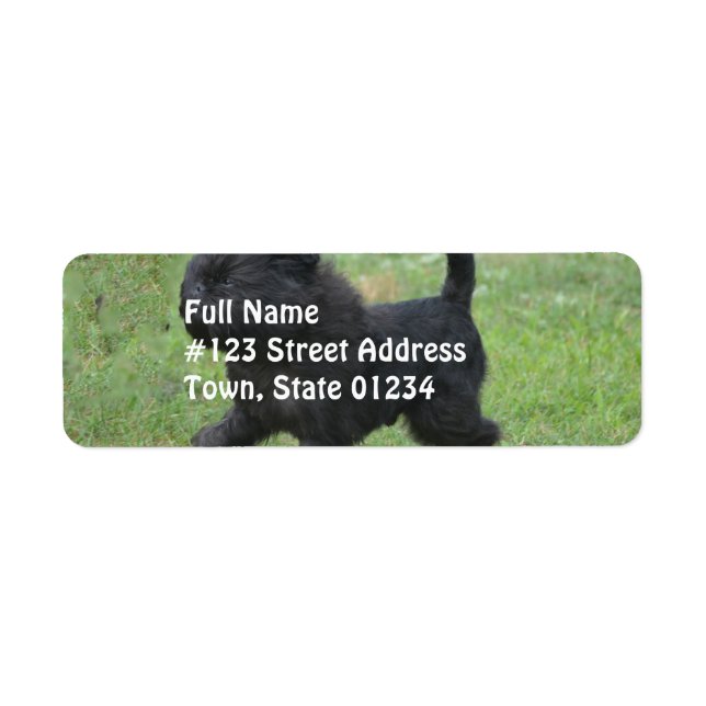 Affenpinscher (Front)