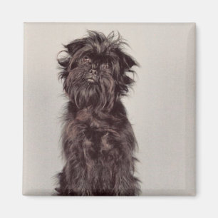 Affenpinscher Magnet