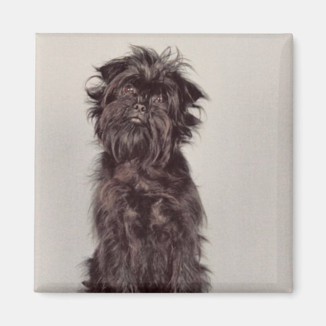 Affenpinscher Magnet (Front)