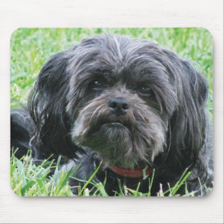 Affenpinscher Mouse Pad