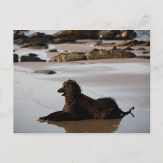 Afghan dog in the beach of Deba, Guipuzcoa, Postcard