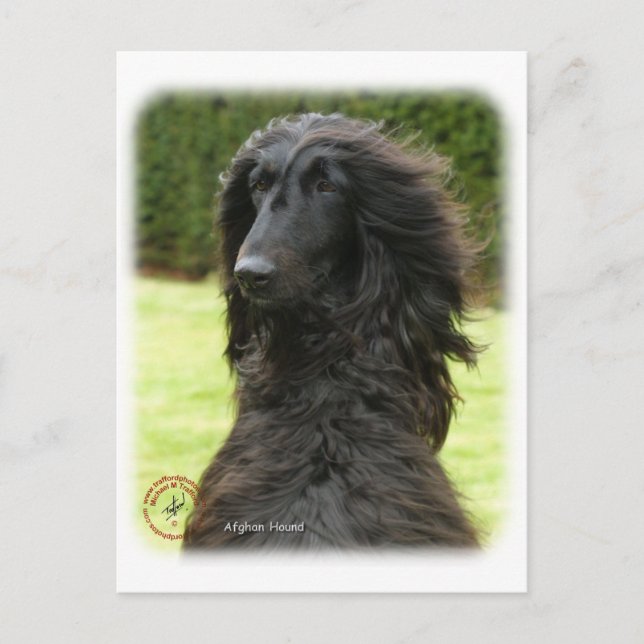 Afghan Hound 9T027D-081 Postcard (Front)