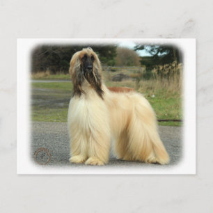 Afghan Hound 9Y119D-037 Postcard