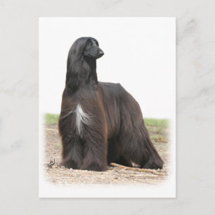 Afghan Hound 9Y151D-113 Postcard