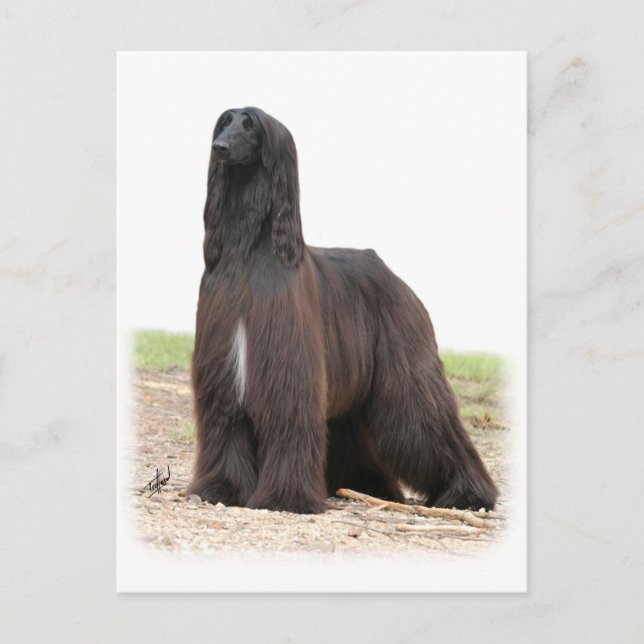 Afghan Hound 9Y151D-118 Postcard (Front)