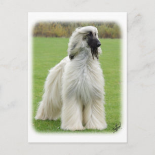 Afghan Hound 9Y247D-010 Postcard