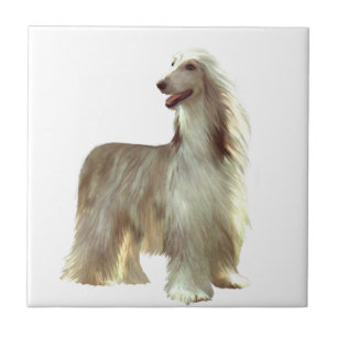 Afghan Hound (B) - fawn standing Tile