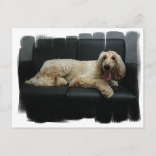 Afghan Hound Dog Postcard