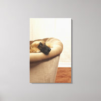 Afghan hound lying on sofa