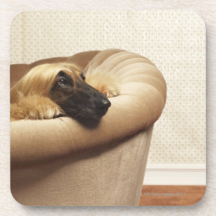 Afghan hound lying on sofa coaster