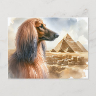 Afghan Hound Postcard
