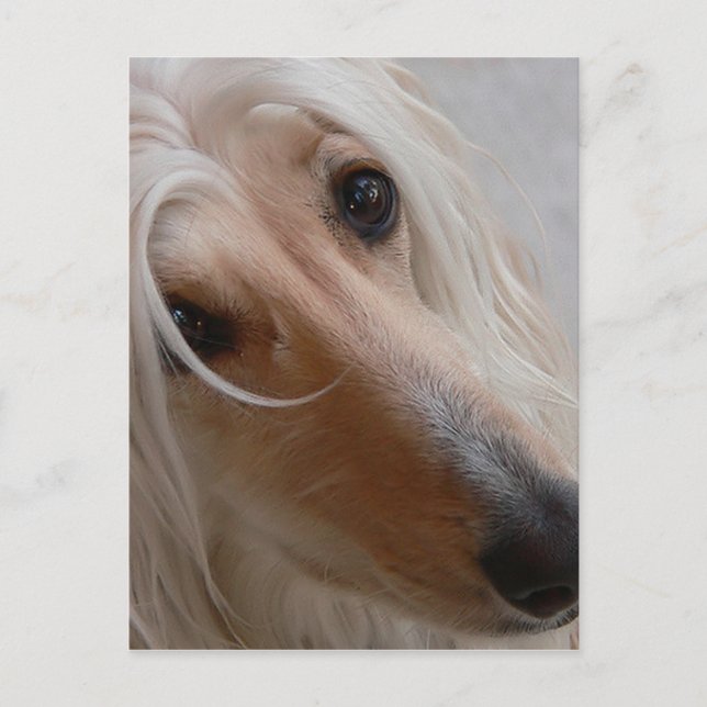 Afghan Hound Postcard (Front)