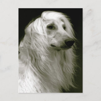 Afghan hound postcard