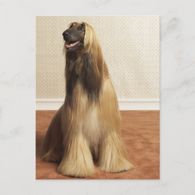 Afghan hound sitting in room 2 postcard (Front)