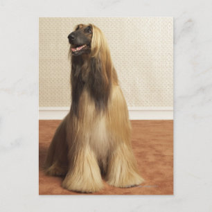 Afghan hound sitting in room 2 postcard