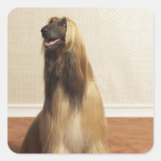 Afghan hound sitting in room 2 square sticker (Front)