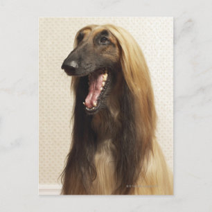 Afghan hound sitting in room postcard