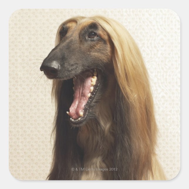 Afghan hound sitting in room square sticker (Front)