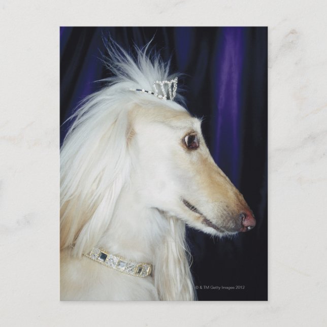 Afghan Hound wearing Tiara Postcard (Front)