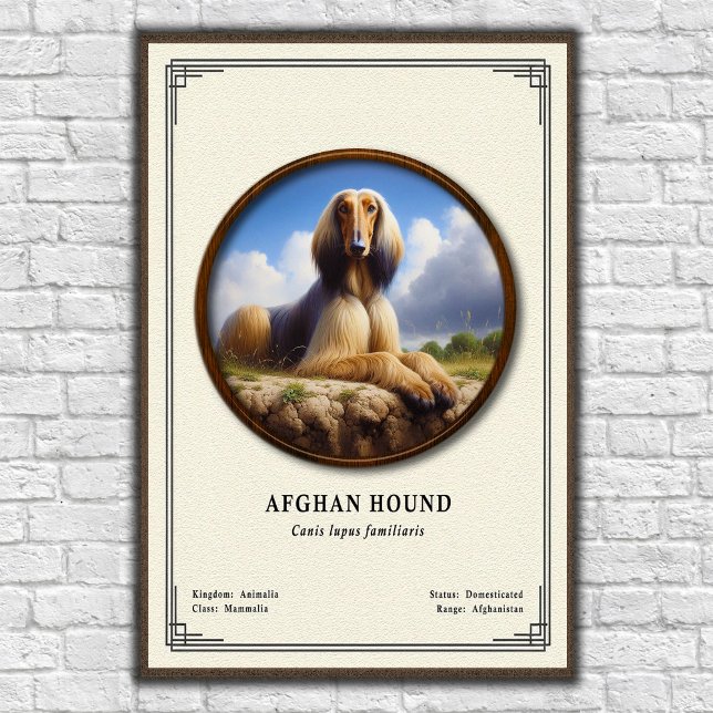 Afghan Hound Zoology Series Poster (Creator Uploaded)