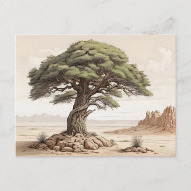 Afghan pine tree  postcard (Front)