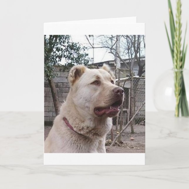 Afghan_Shepherd Card (Front)