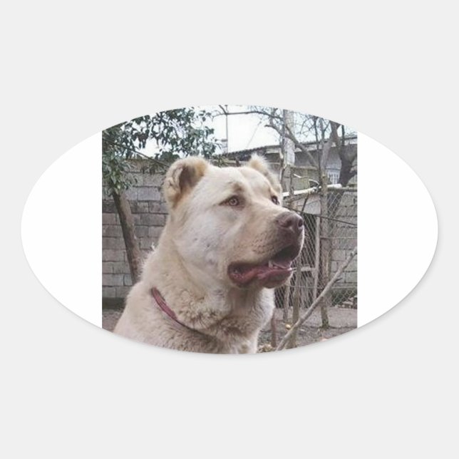 Afghan_Shepherd Oval Sticker (Front)