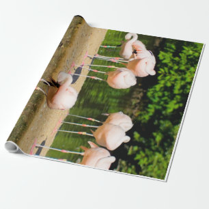 Africa African Animal Beak Funny Flamingo Lovers Wrapping Paper