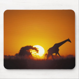 Africa, Botswana, Chobe National Park, Giraffe 2 Mouse Pad