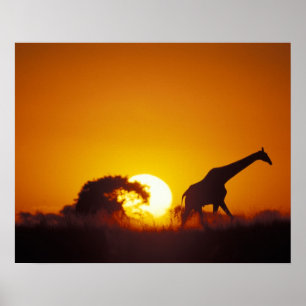 Africa, Botswana, Chobe National Park, Giraffe 2 Poster