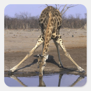 Africa, Botswana, Chobe National Park, Giraffe Square Sticker