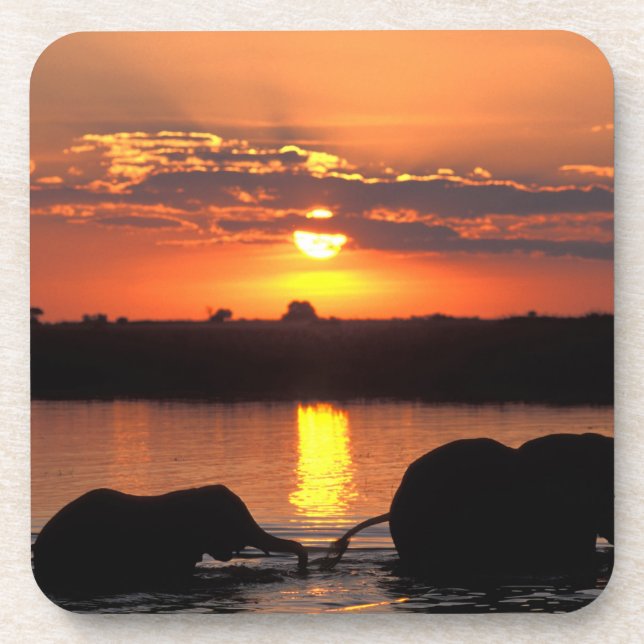 Africa, Botswana, Chobe National Park, Herd Coaster (Front)