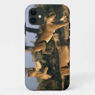 Africa, Botswana, Chobe National Park, Lionesses Case-Mate iPhone Case