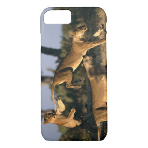 Africa, Botswana, Chobe National Park, Lionesses Case-Mate iPhone Case