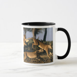 Africa, Botswana, Chobe National Park, Lionesses Mug