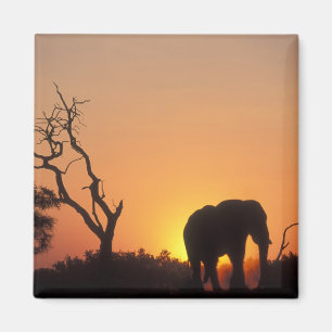 Africa, Botswana, Chobe National Park, Setting Magnet