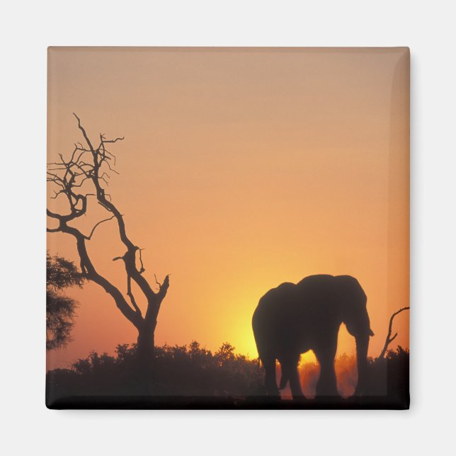 Africa, Botswana, Chobe National Park, Setting Magnet (Front)