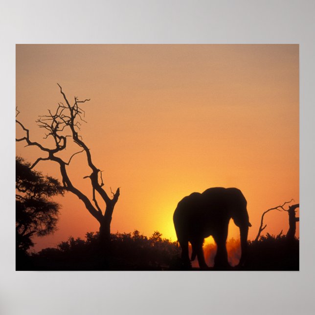Africa, Botswana, Chobe National Park, Setting Poster (Front)
