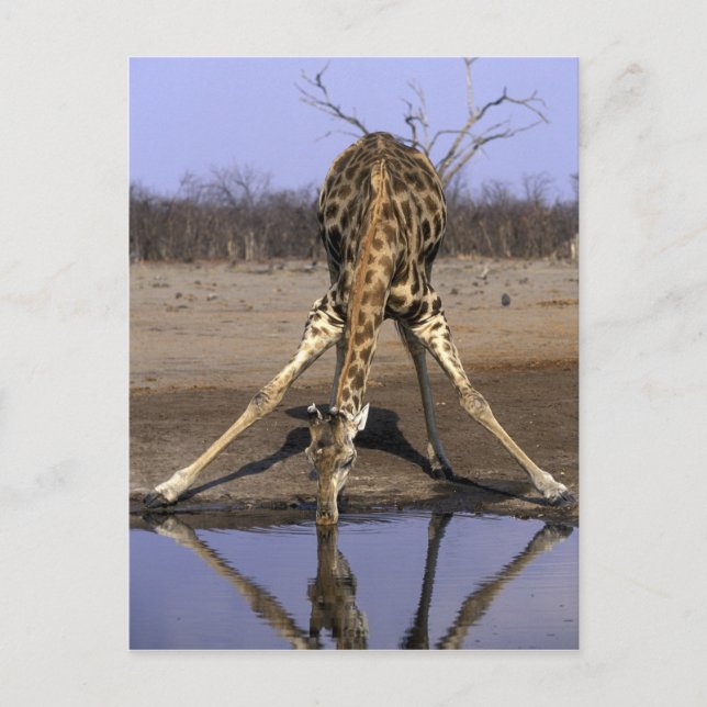 Africa, Botswana, Giraffe Postcard (Front)