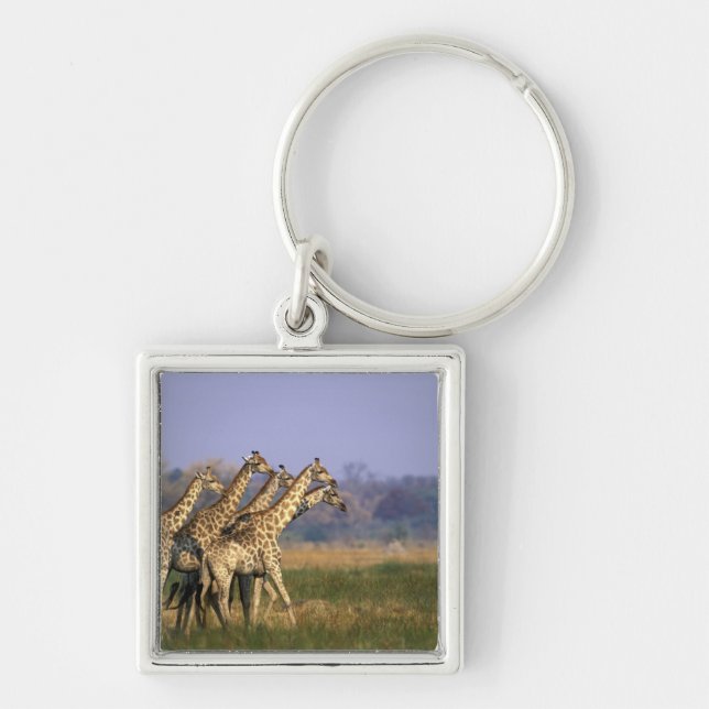 Africa, Botswana, Moremi Game Reserve Key Ring (Front)